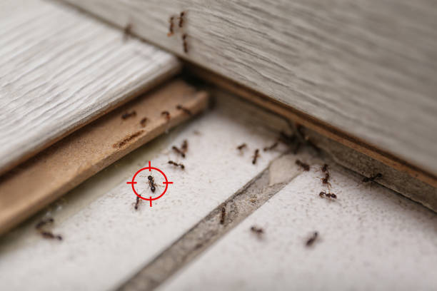 Best Wasp Removal Services  in Cushing, OK